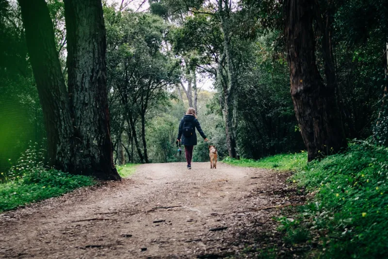 Randonnée avec un chien sur un sentier en forêt