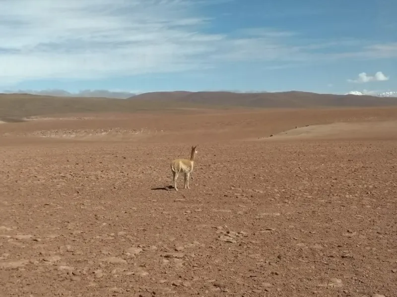 Chien fugueur recherché par son propriétaire