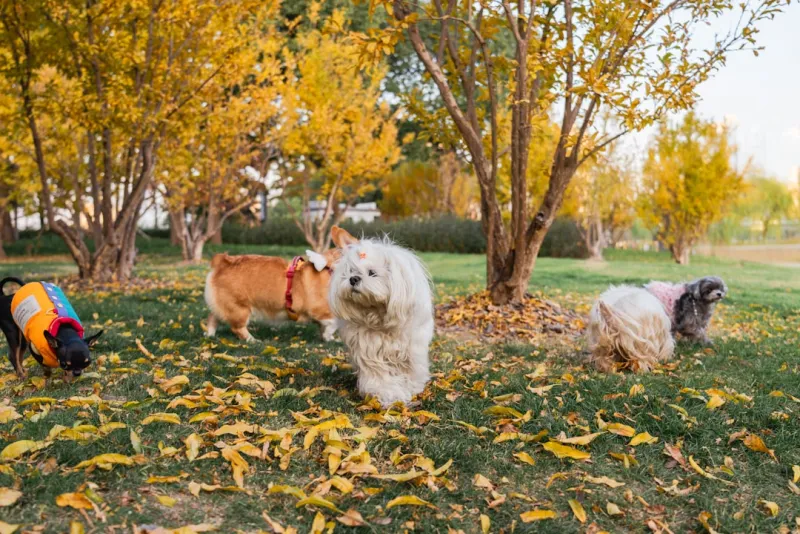 Quelles races de chiens fuguent le plus ?