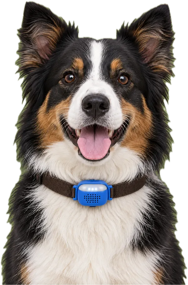 Berger australien qui porte le Traceur GPS 4G BALISE, boîtier bleu fixé par son attache silicone sur son collier